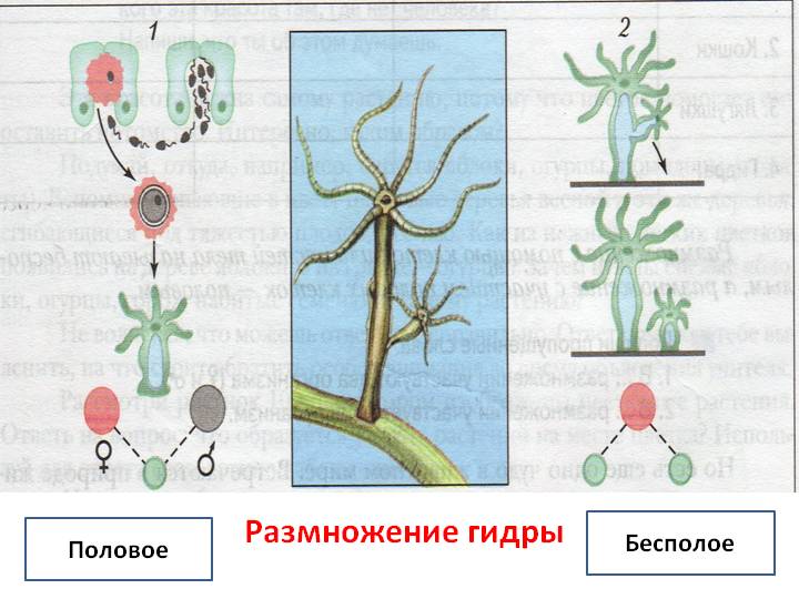 Прямая ссылка на кракен