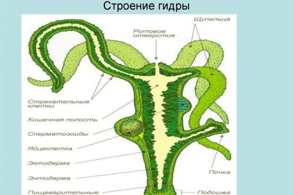 Где найти ссылку на кракен